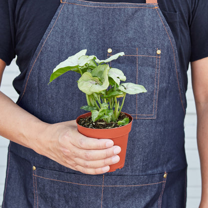 Syngonium 'Roxanna'